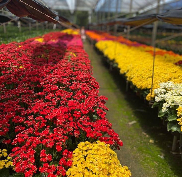 Fazenda-de-flores-Flora-Fogaca-e-Reijers-Sao-Benedito-CE-Comprimidas (11)