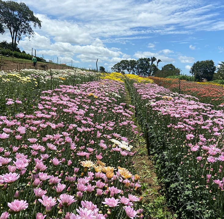 Fazenda-de-flores-Flora-Fogaca-e-Reijers-Sao-Benedito-CE-Comprimidas (14)
