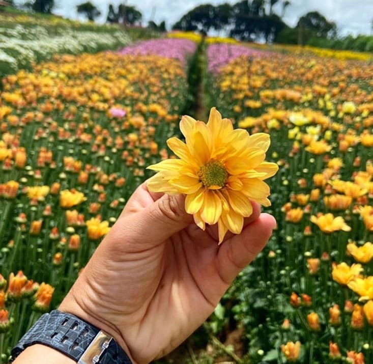 Fazenda-de-flores-Flora-Fogaca-e-Reijers-Sao-Benedito-CE-Comprimidas (15)