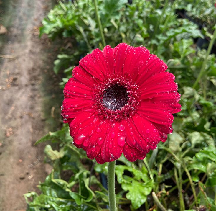Fazenda-de-flores-Flora-Fogaca-e-Reijers-Sao-Benedito-CE-Comprimidas (2)