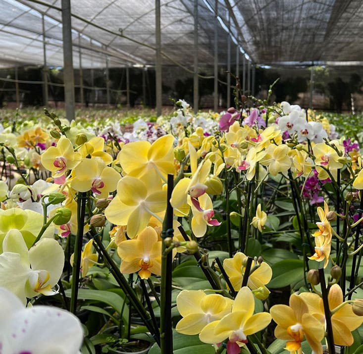 Fazenda-de-flores-Flora-Fogaca-e-Reijers-Sao-Benedito-CE-Comprimidas (25)