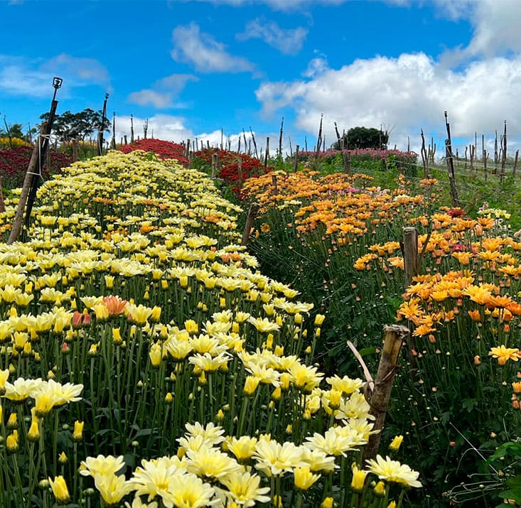 Fazenda-de-flores-Flora-Fogaca-e-Reijers-Sao-Benedito-CE-Comprimidas (27)