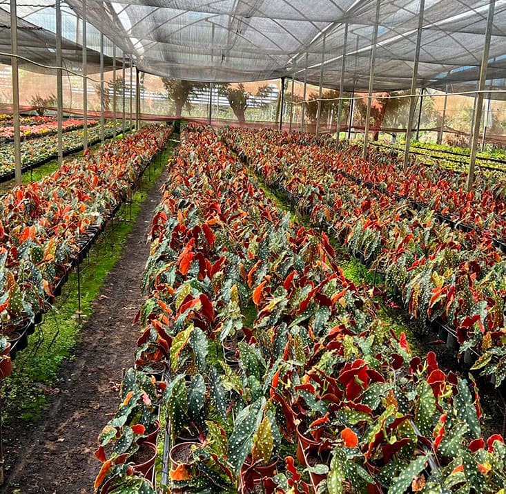 Fazenda-de-flores-Flora-Fogaca-e-Reijers-Sao-Benedito-CE-Comprimidas (28)