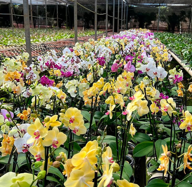 Fazenda-de-flores-Flora-Fogaca-e-Reijers-Sao-Benedito-CE-Comprimidas (29)