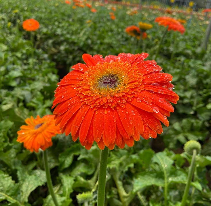 Fazenda-de-flores-Flora-Fogaca-e-Reijers-Sao-Benedito-CE-Comprimidas (3)