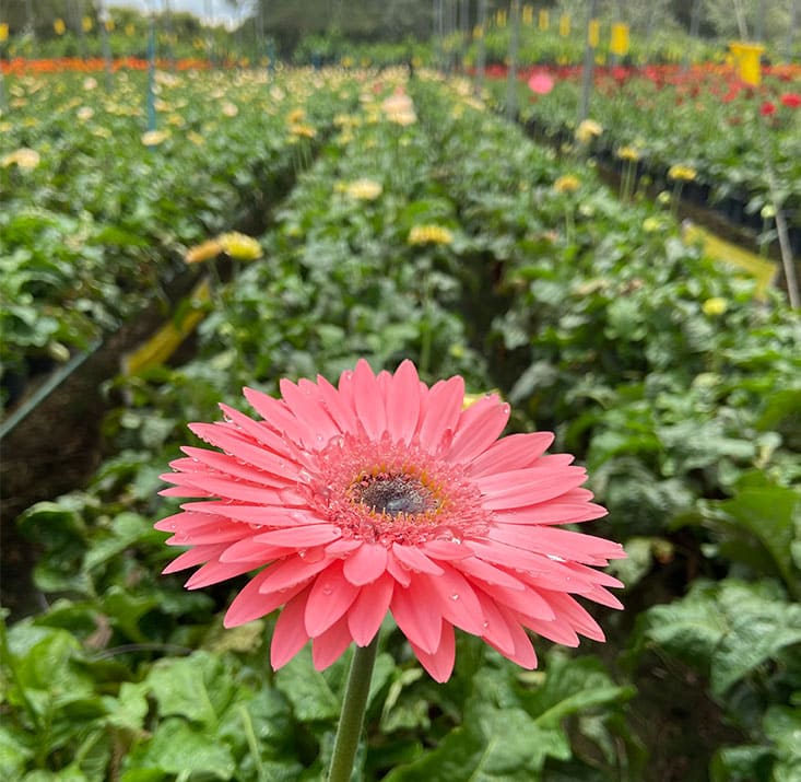 Fazenda-de-flores-Flora-Fogaca-e-Reijers-Sao-Benedito-CE-Comprimidas (4)