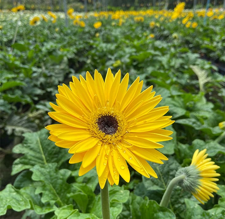 Fazenda-de-flores-Flora-Fogaca-e-Reijers-Sao-Benedito-CE-Comprimidas (5)