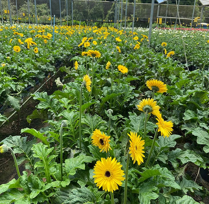 Fazenda-de-flores-Flora-Fogaca-e-Reijers-Sao-Benedito-CE-Comprimidas (6)