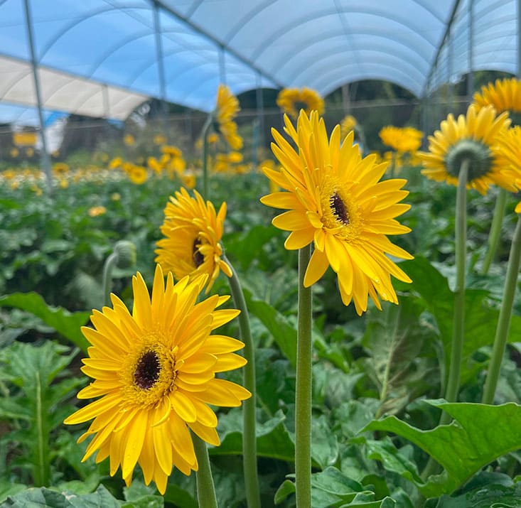 Fazenda-de-flores-Flora-Fogaca-e-Reijers-Sao-Benedito-CE-Comprimidas (8)