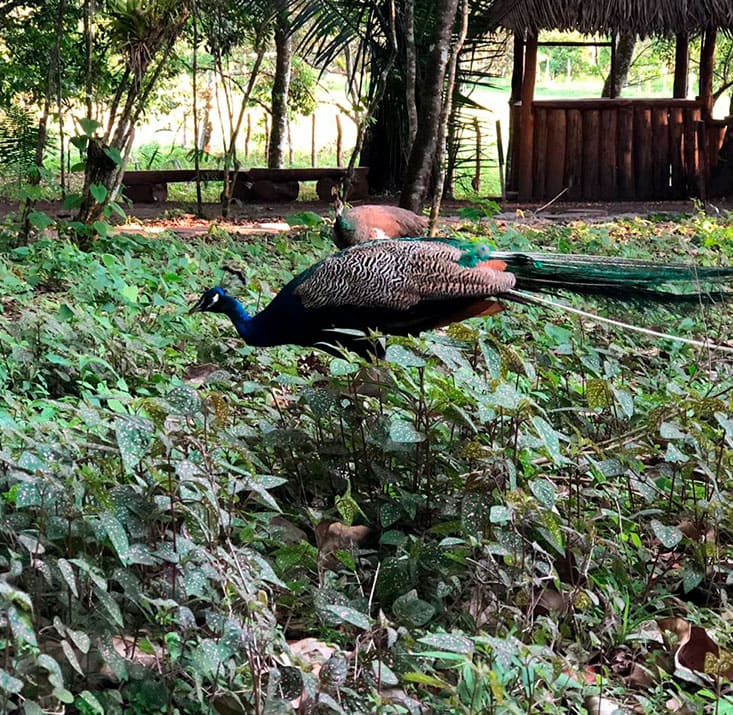 IPE-PARK-SAO-BENEDITO-CE-Comprimidas (12)